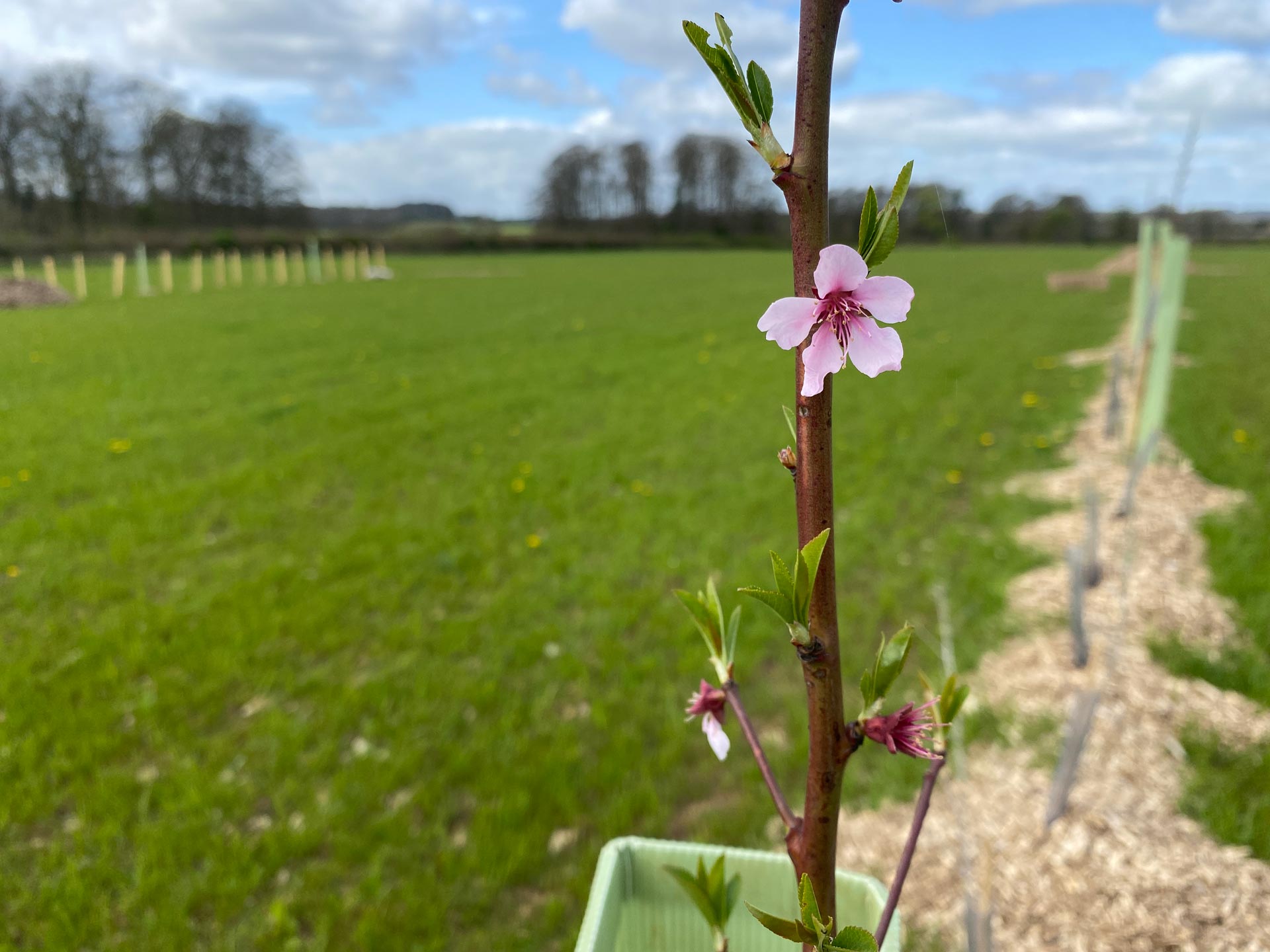 Agroforestry 3