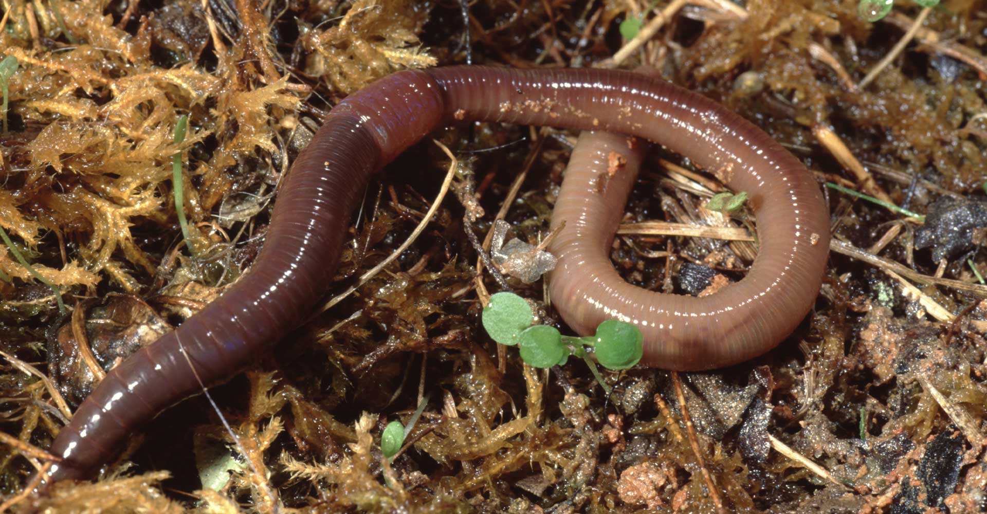 Earthworms