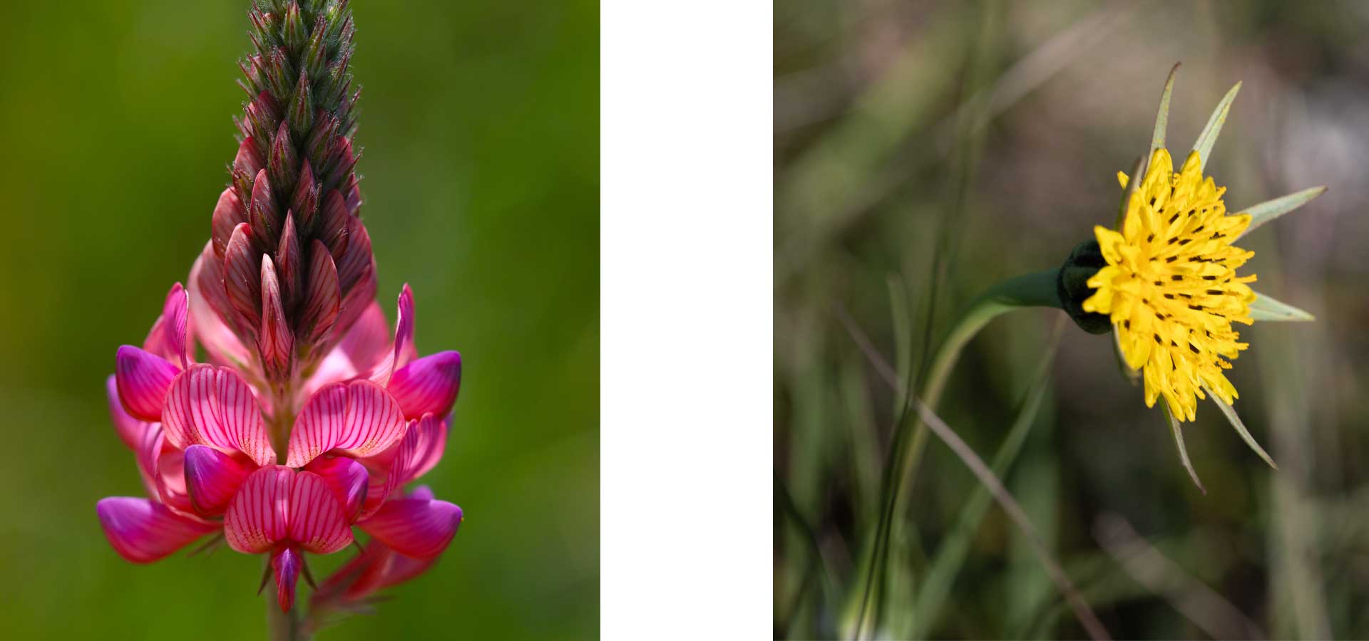 Flowering plants 2