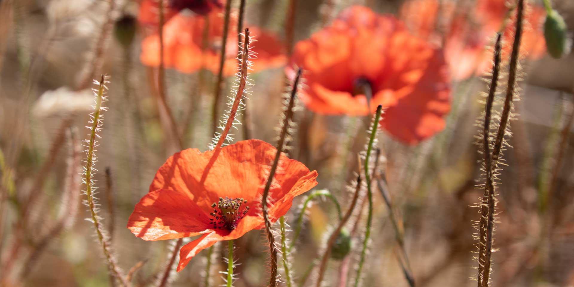 Flowering plants