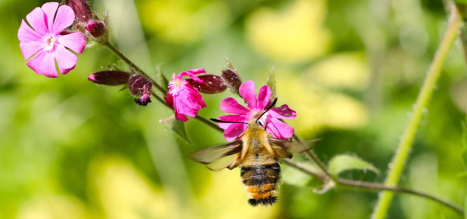 Pollinators